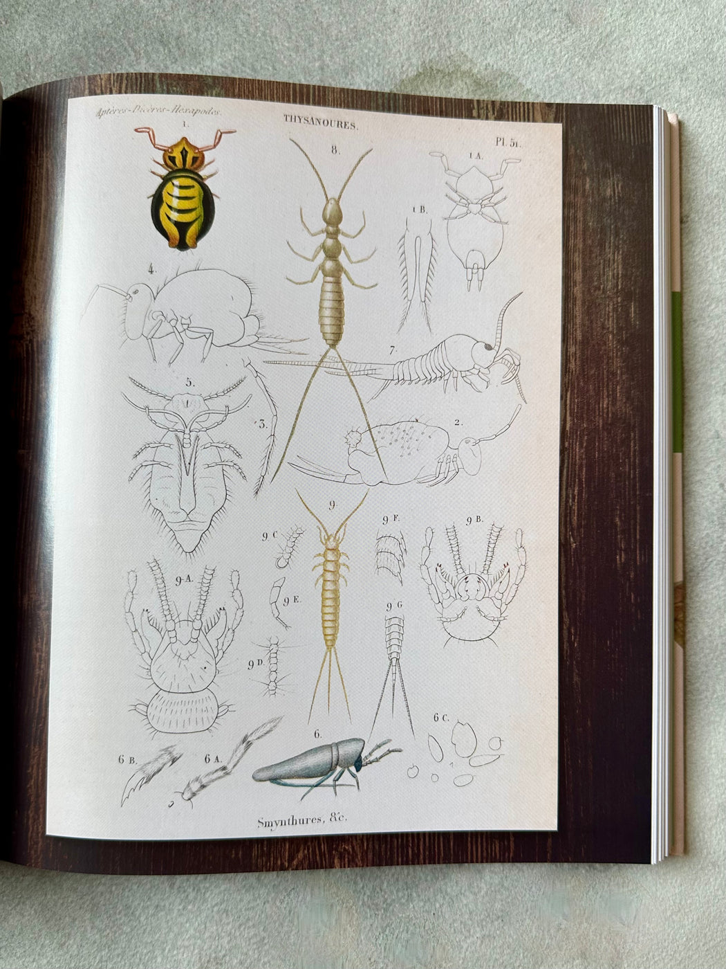 "Innumerable Insects" by Michael S. Engel