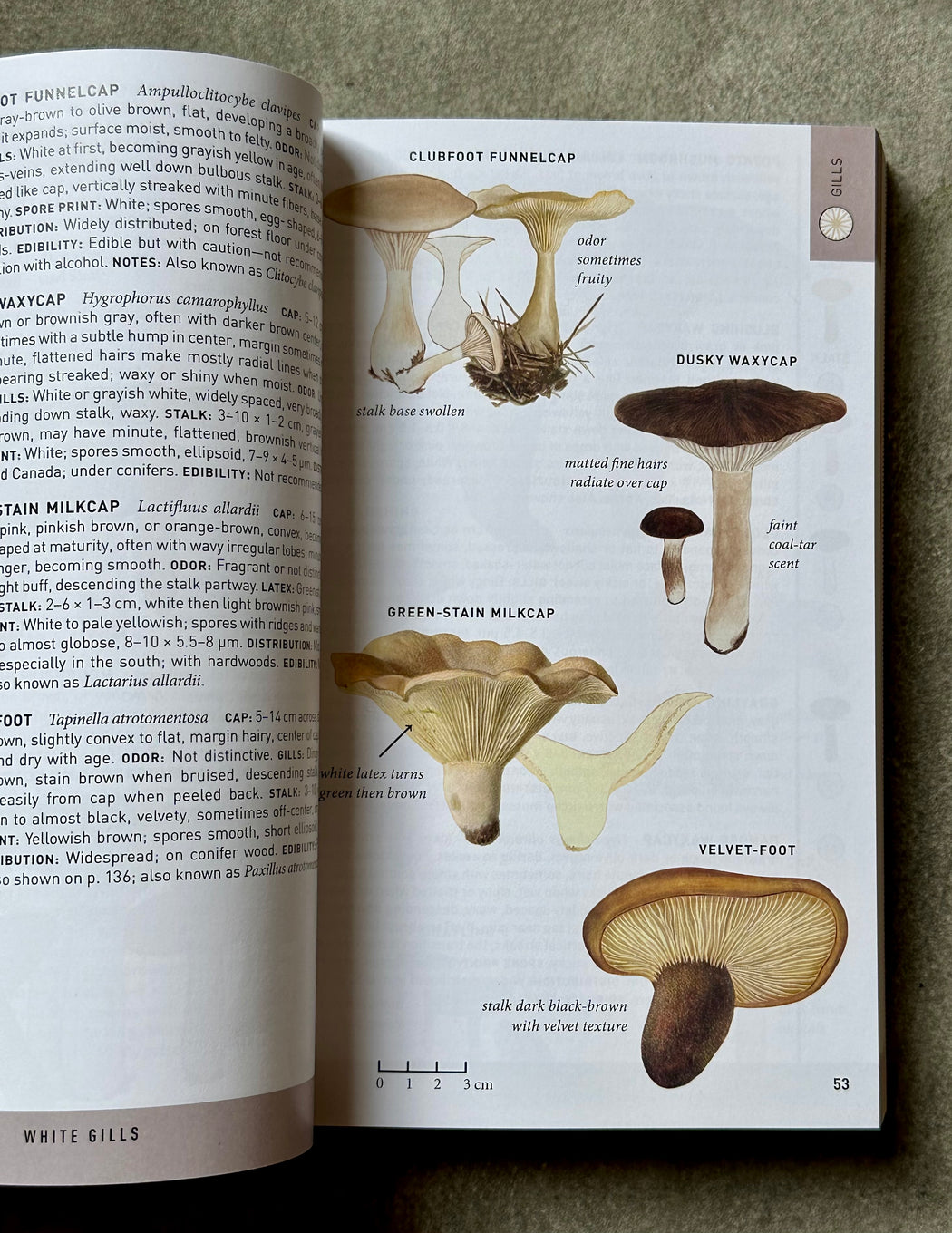 "Peterson Field Guid to Mushrooms, Second Edition"