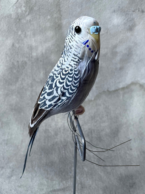 Grey Feather Budgie