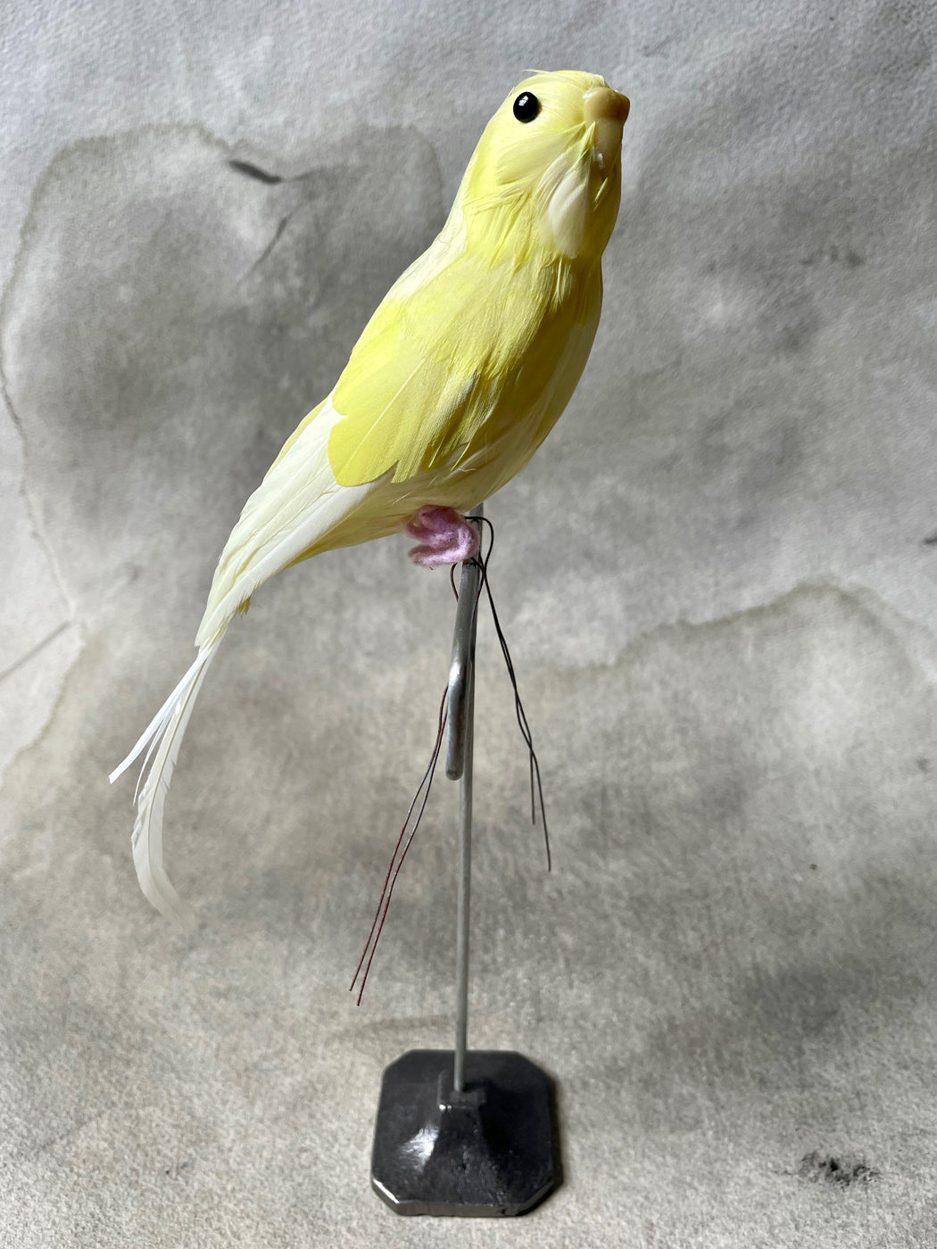 Yellow Feather Budgie