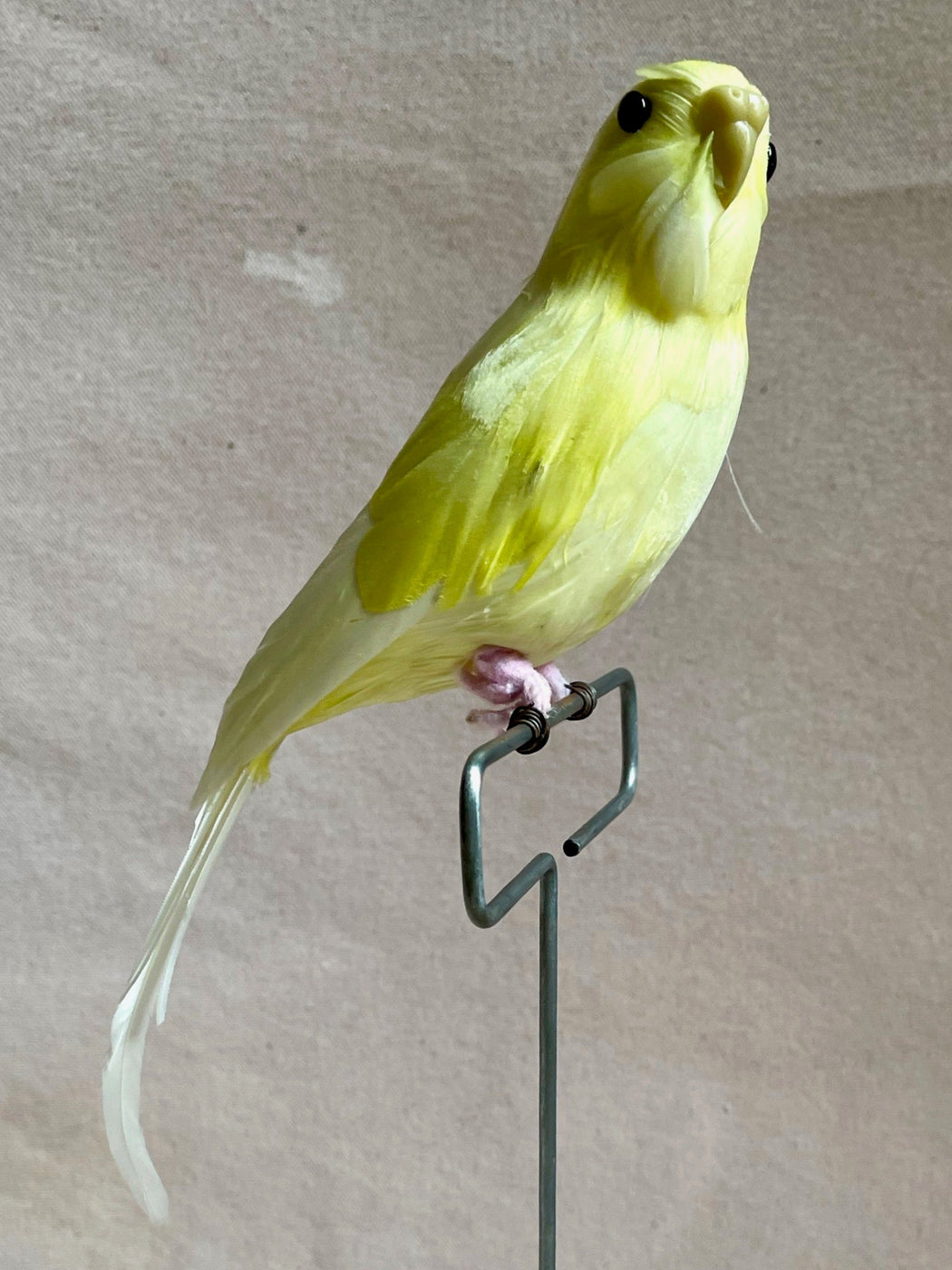 Yellow Feather Budgie