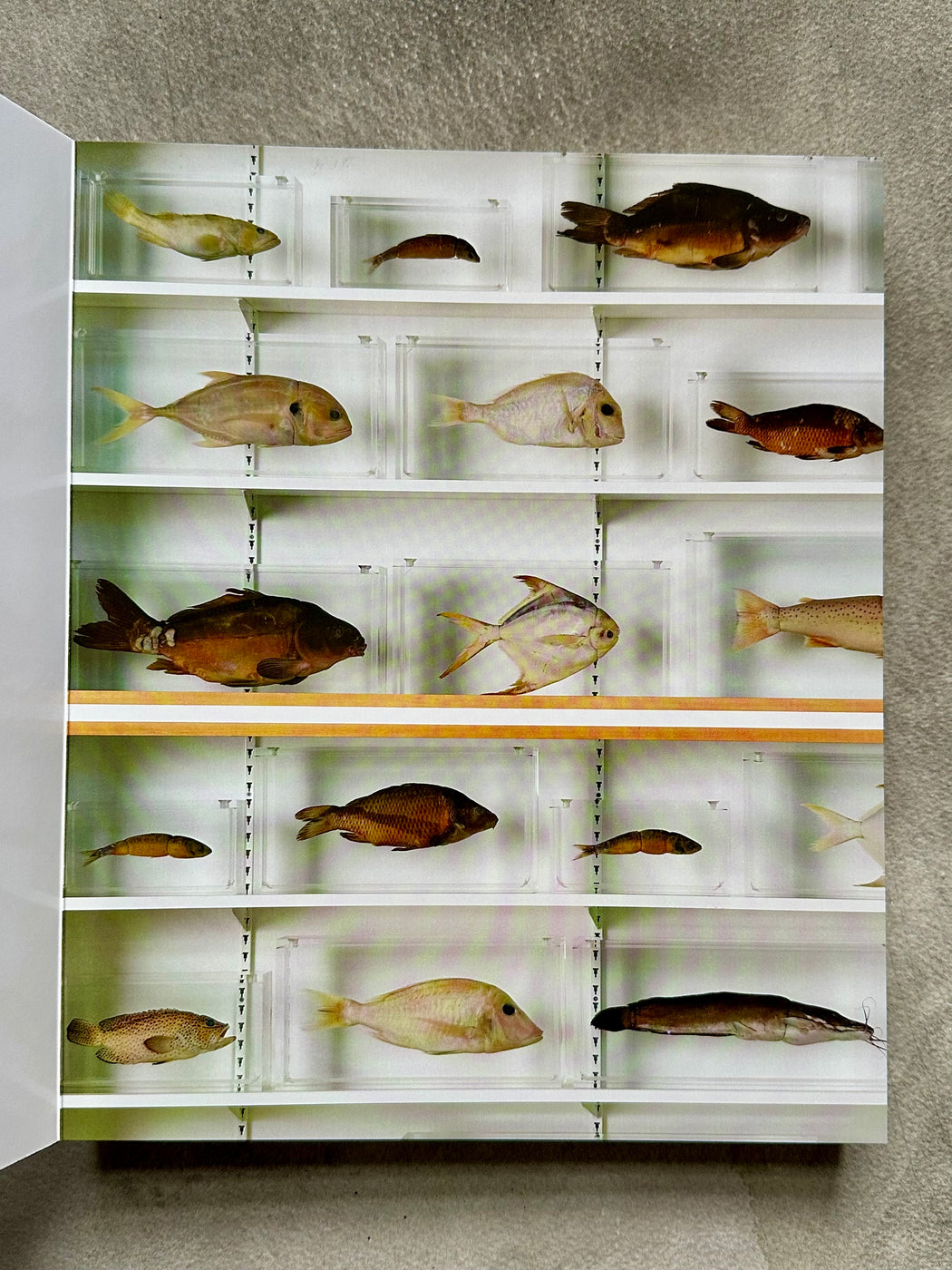 "ABC" by Damien Hirst