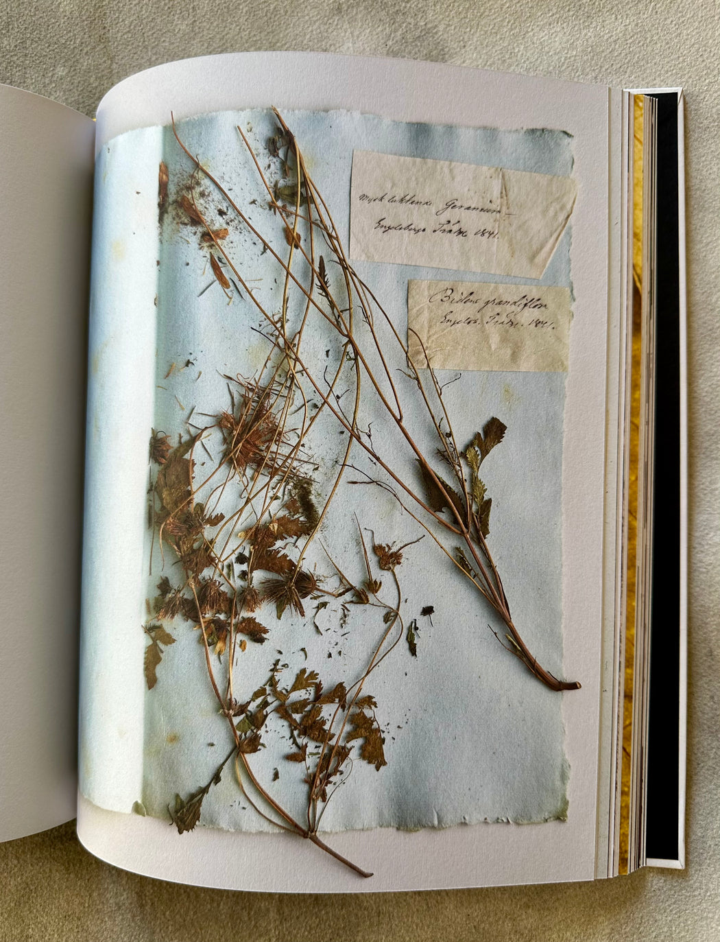 "Collecting Nature" by Clive Aslet and Svante Helmbaek Tiren