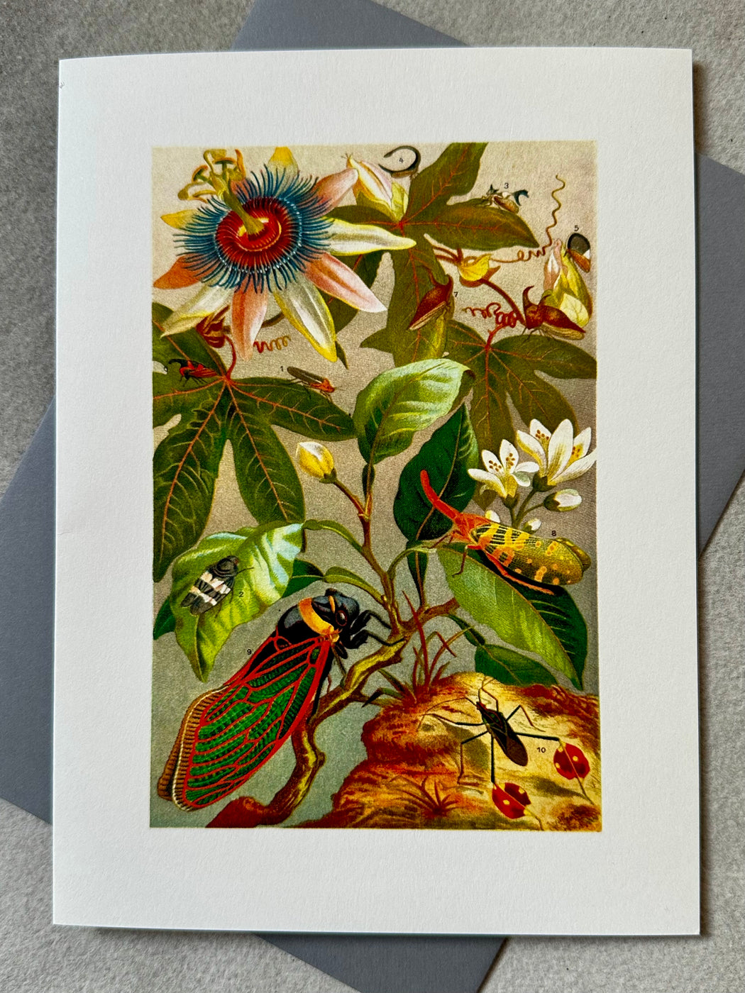 "Cicadae" Greeting Card