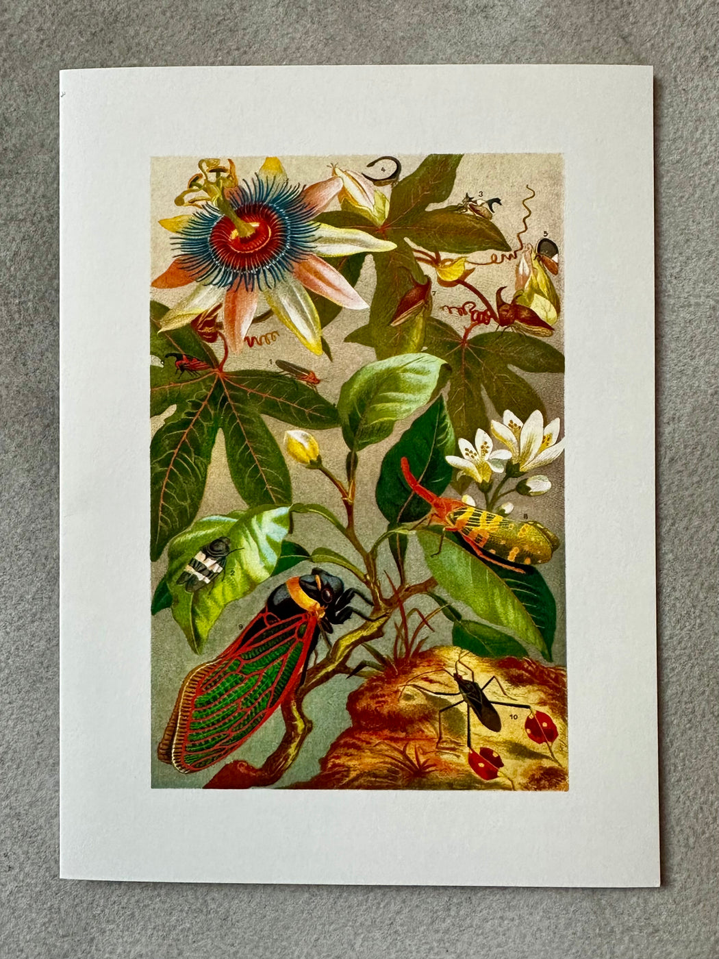 "Cicadae" Greeting Card