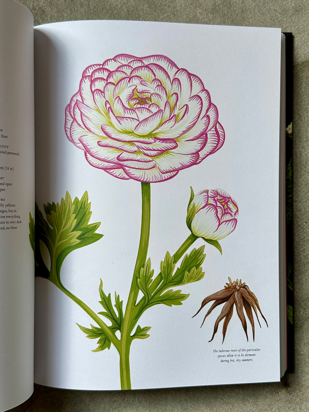 The Story of Flowers: And How They Changed the Way We Live