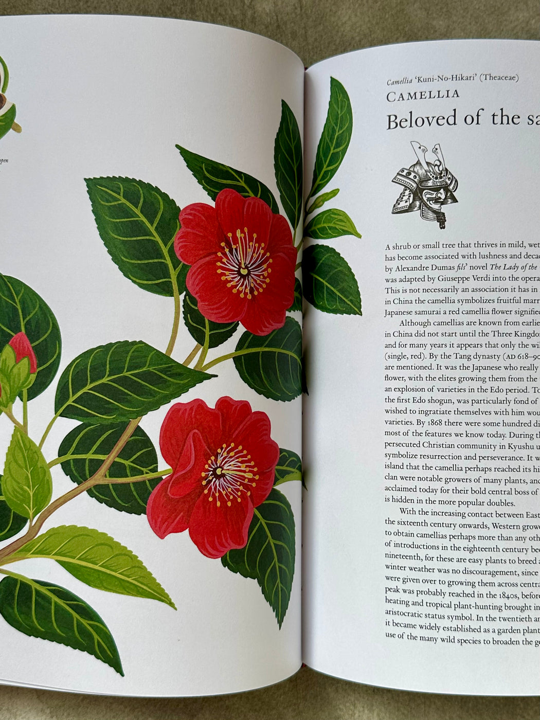 The Story of Flowers: And How They Changed the Way We Live