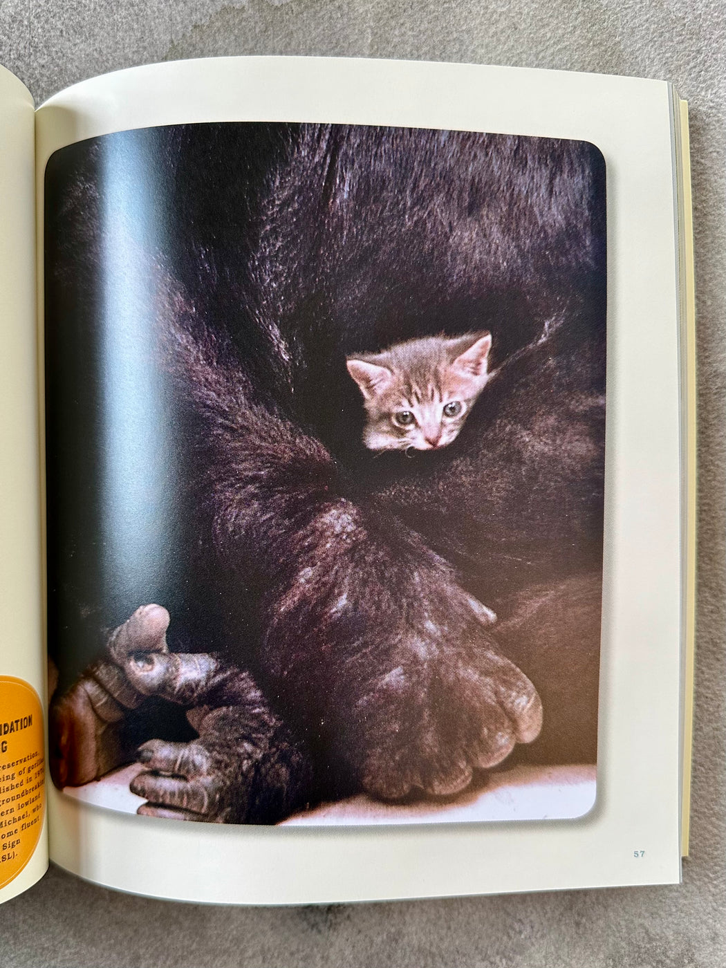 "Unlikely Friendships" by Jennifer Holland