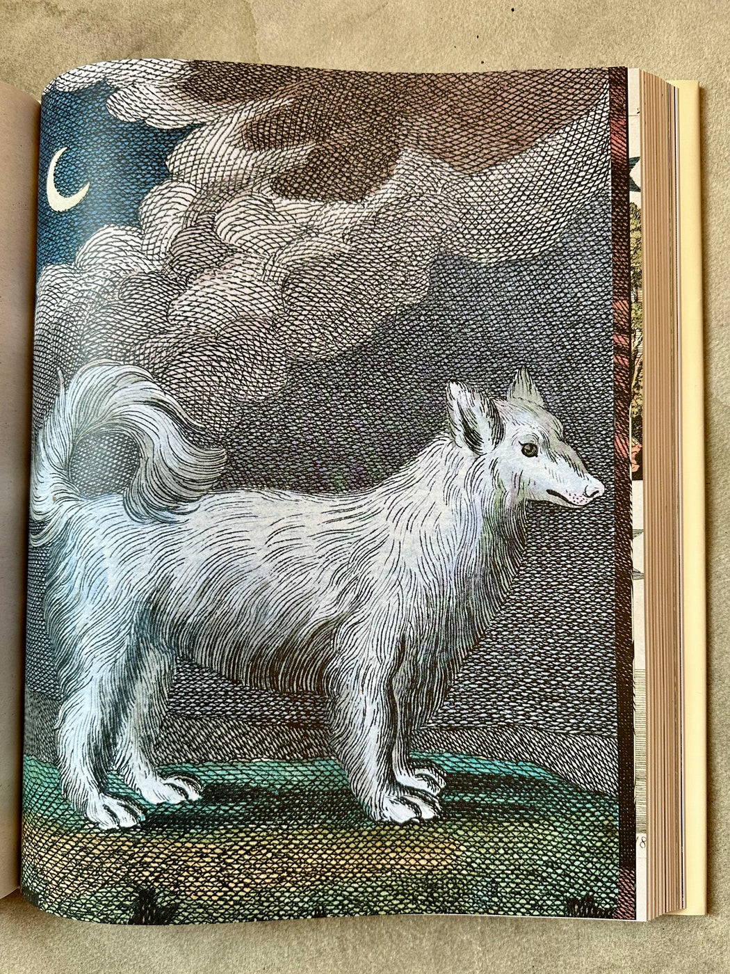 John Derian Picture Book II