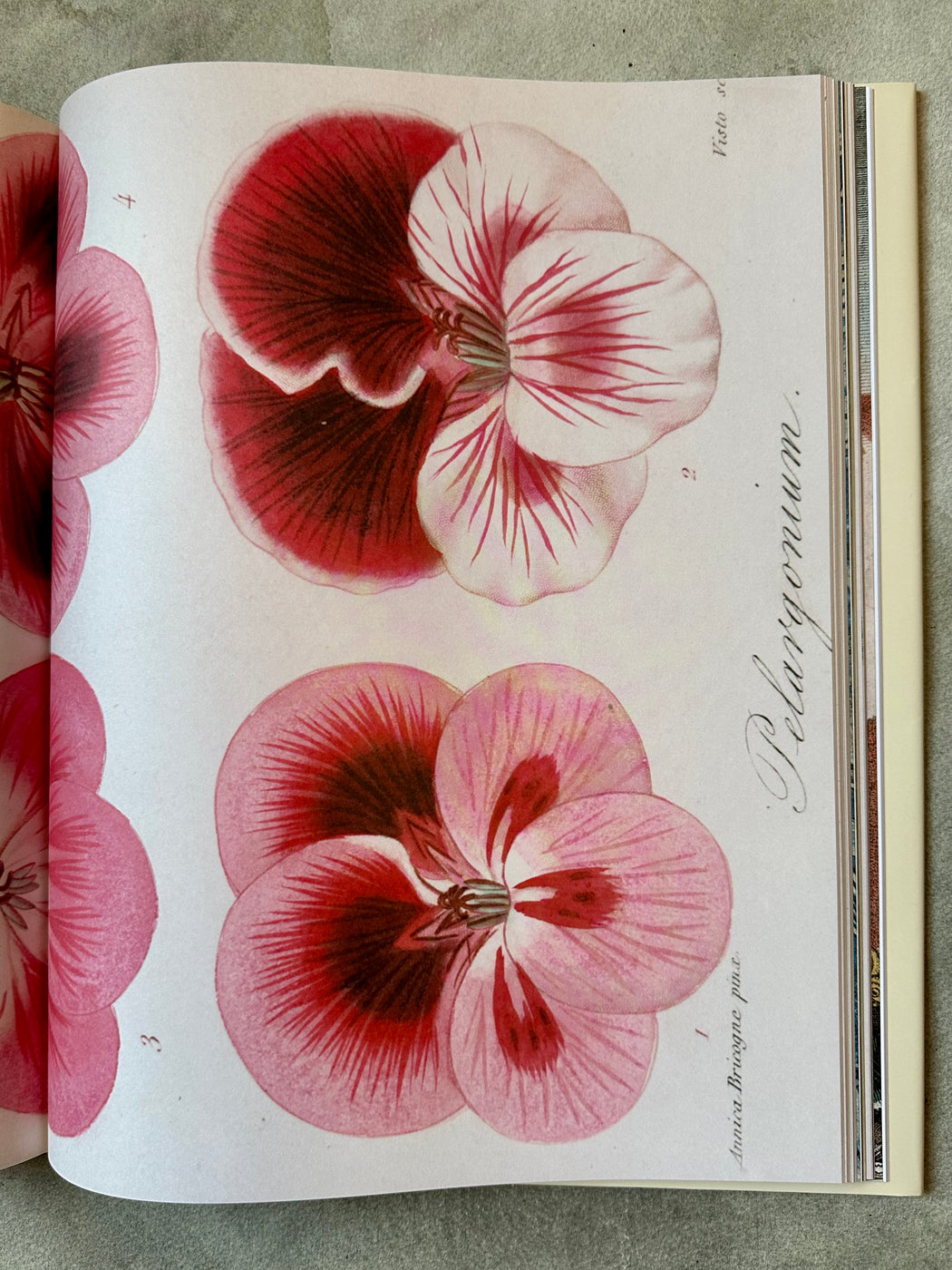 John Derian Picture Book II