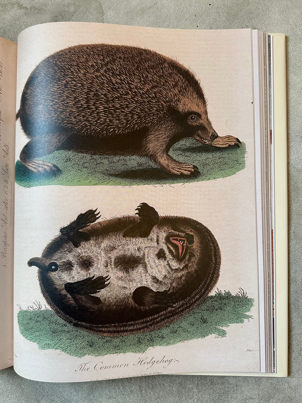 John Derian Picture Book II
