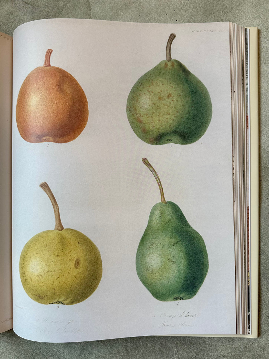 John Derian Picture Book II
