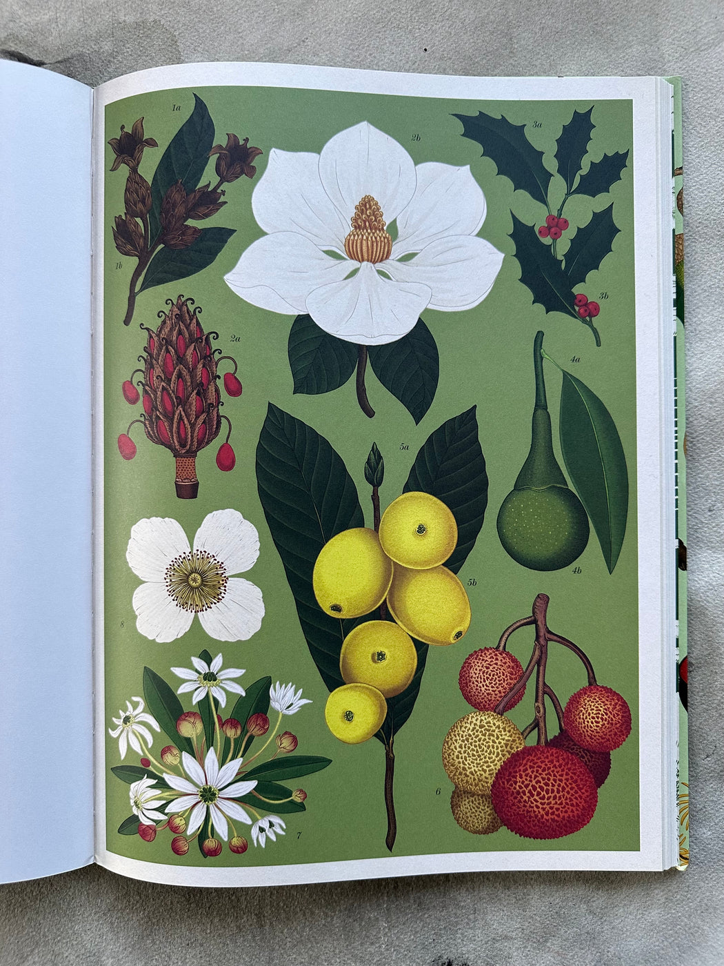 "Arboretum" by Katie Scott and Tony Kirkham