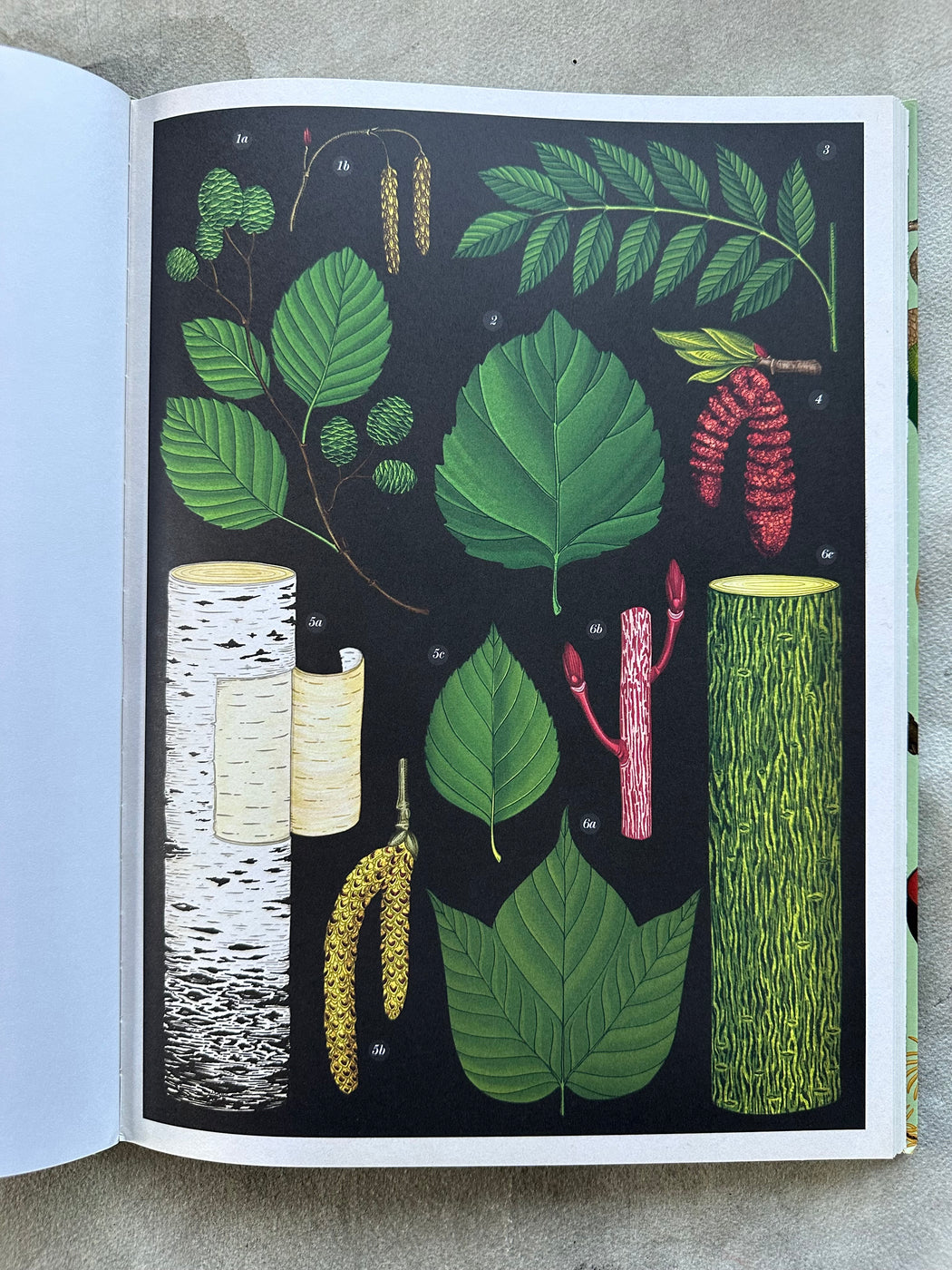 "Arboretum" by Katie Scott and Tony Kirkham