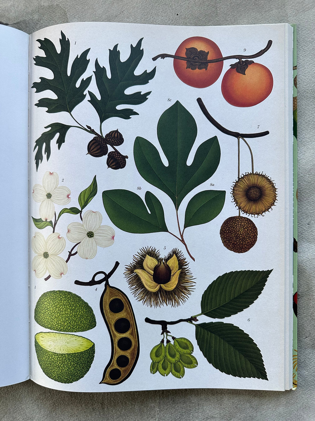 "Arboretum" by Katie Scott and Tony Kirkham