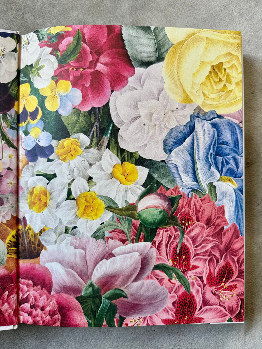 "Biblioflora: A Celebration of Floral Beauty in Botanical Art" by Jeanne Batiste