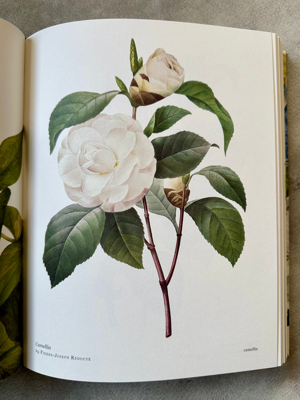 "Biblioflora: A Celebration of Floral Beauty in Botanical Art" by Jeanne Batiste