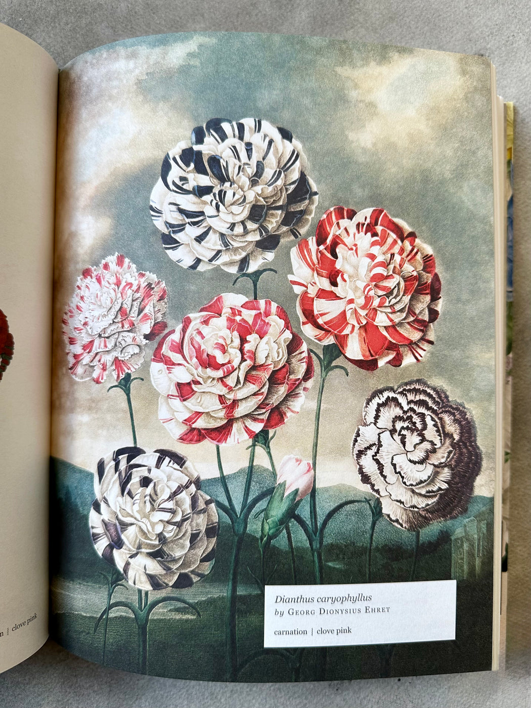 "Biblioflora: A Celebration of Floral Beauty in Botanical Art" by Jeanne Batiste
