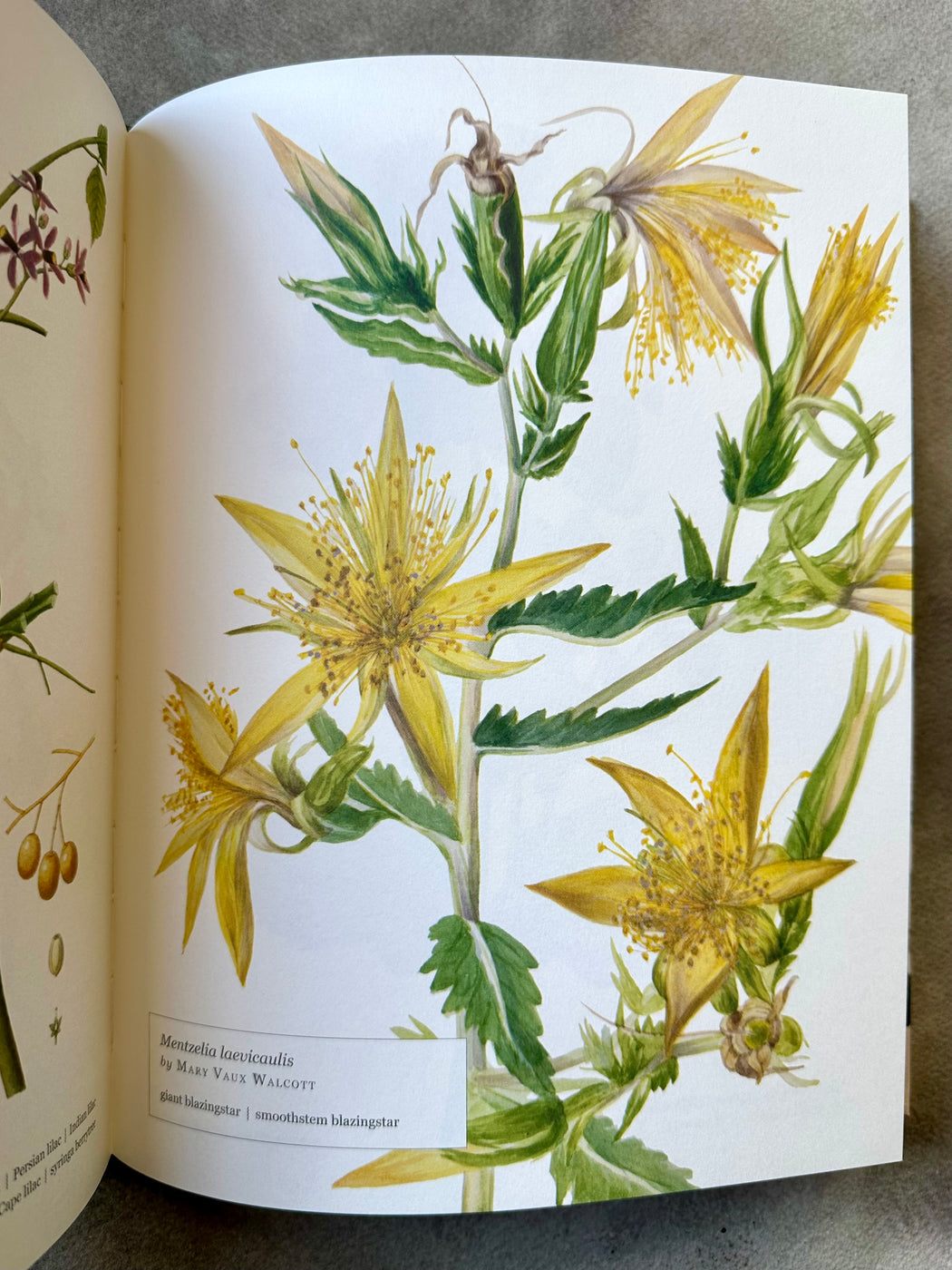 "Biblioflora: A Celebration of Floral Beauty in Botanical Art" by Jeanne Batiste