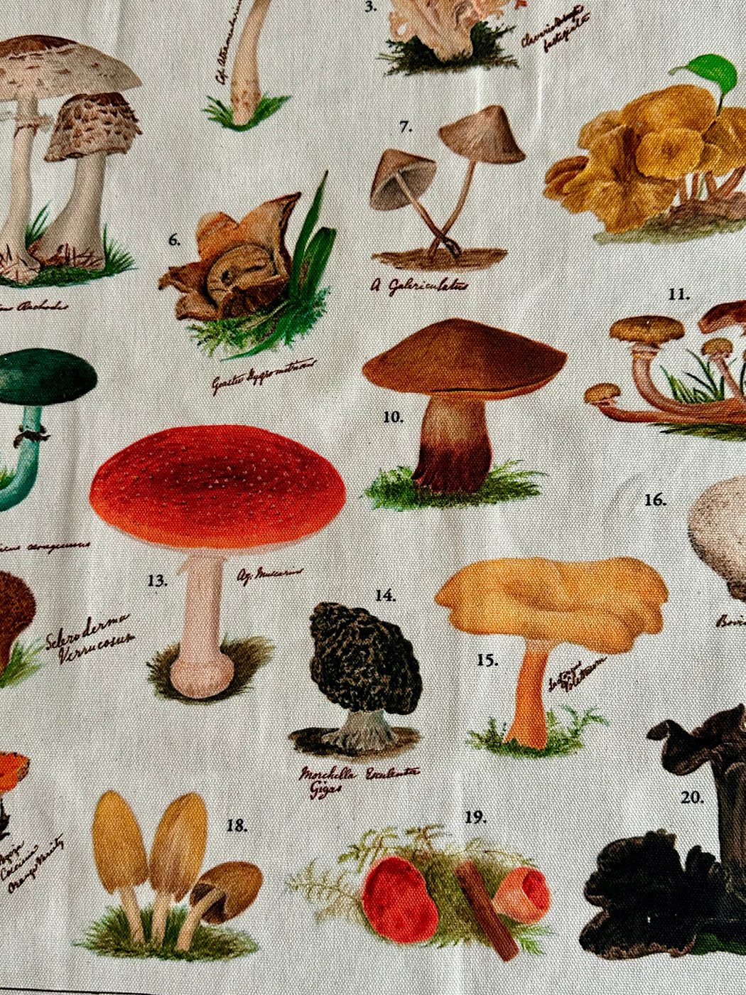 "Fungi" Tea Towel