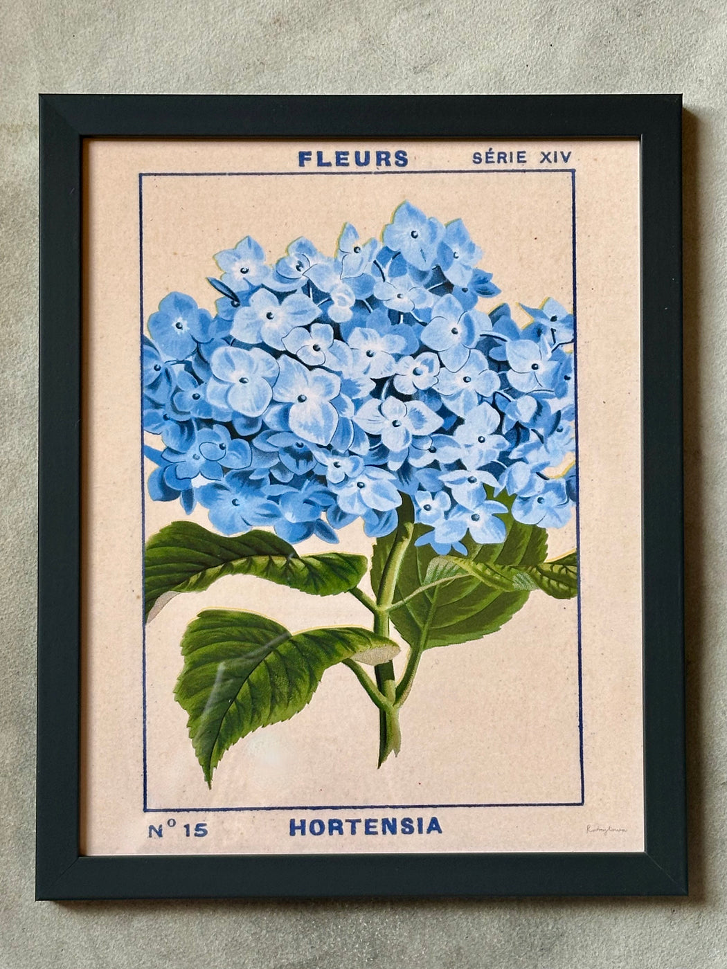 "Hydrangea" Framed Art Print