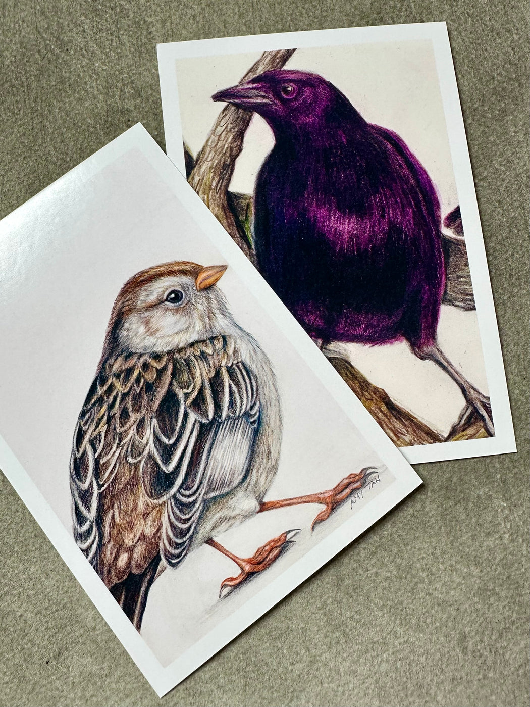"The Backyard Bird Chronicles" Postcards by Amy Tan