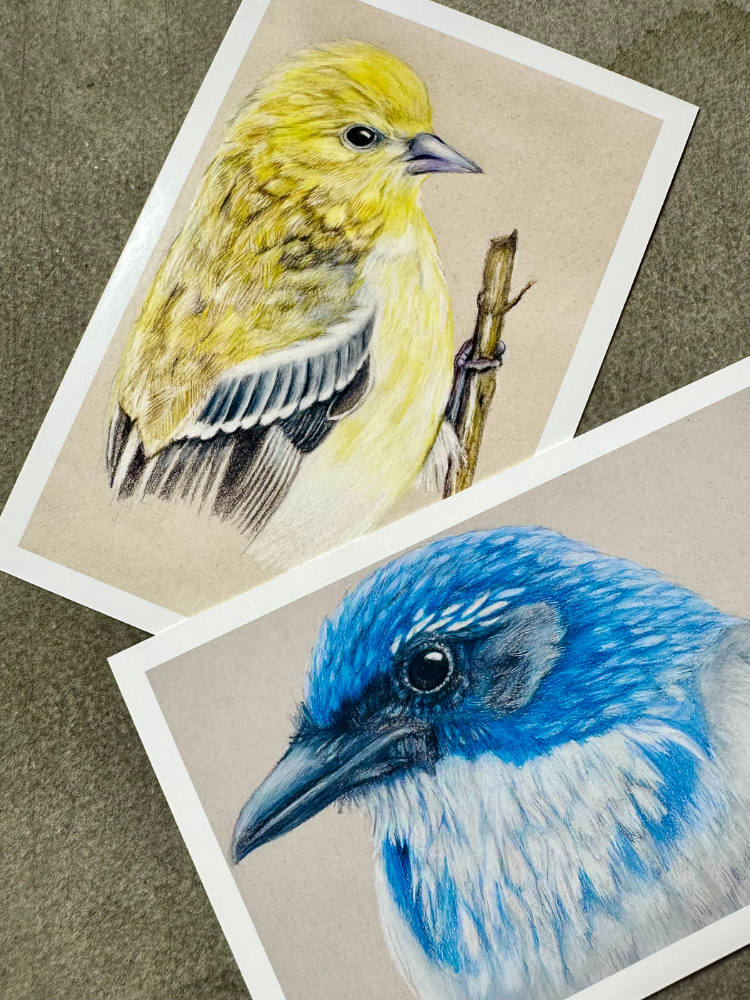 "The Backyard Bird Chronicles" Postcards by Amy Tan