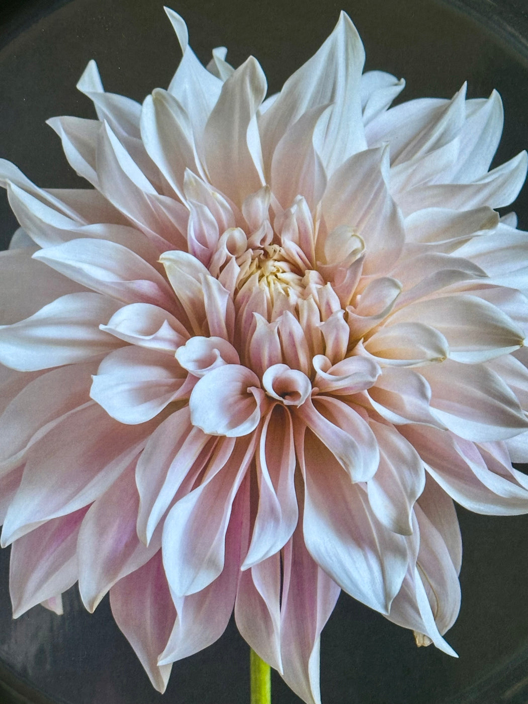 "Dahlia" Birchwood Tray