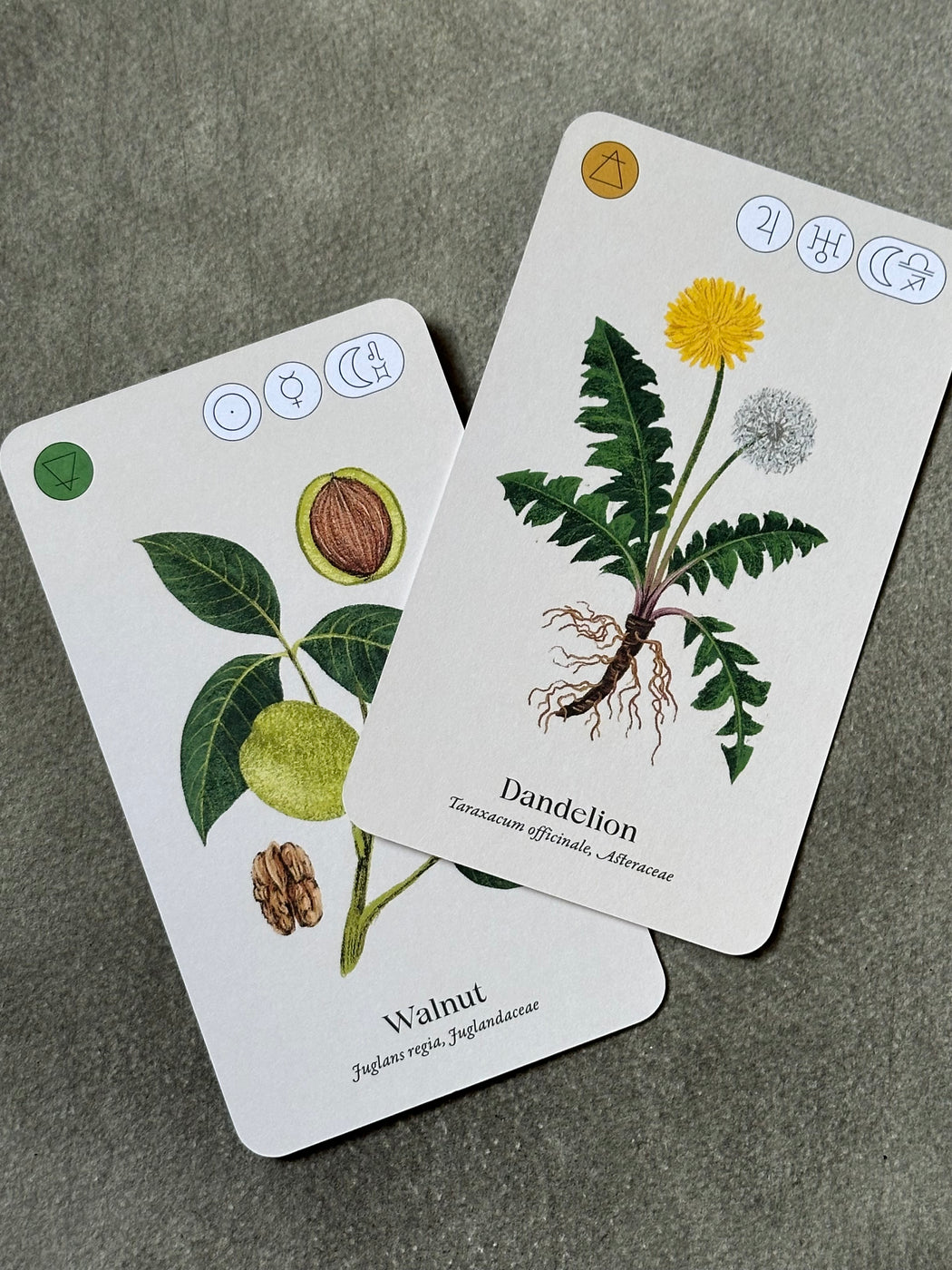 "Wild Alchemy Lab" by Jemma Foster