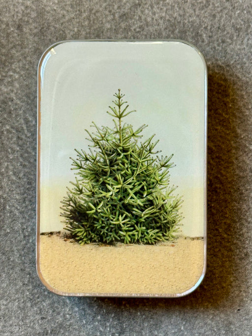 "Evergreen" Notions Tin