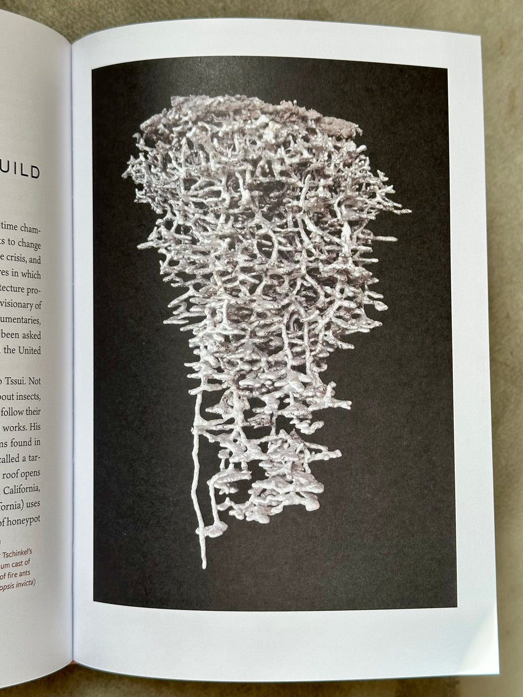 "The Insect Epiphany" by Barrett Klein