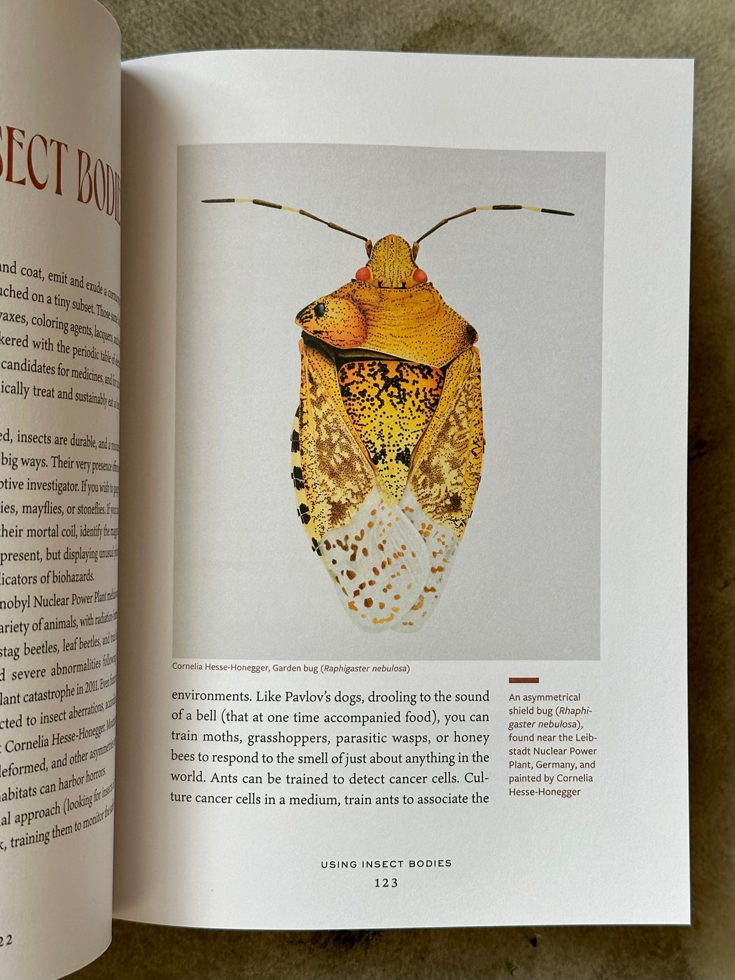 "The Insect Epiphany" by Barrett Klein