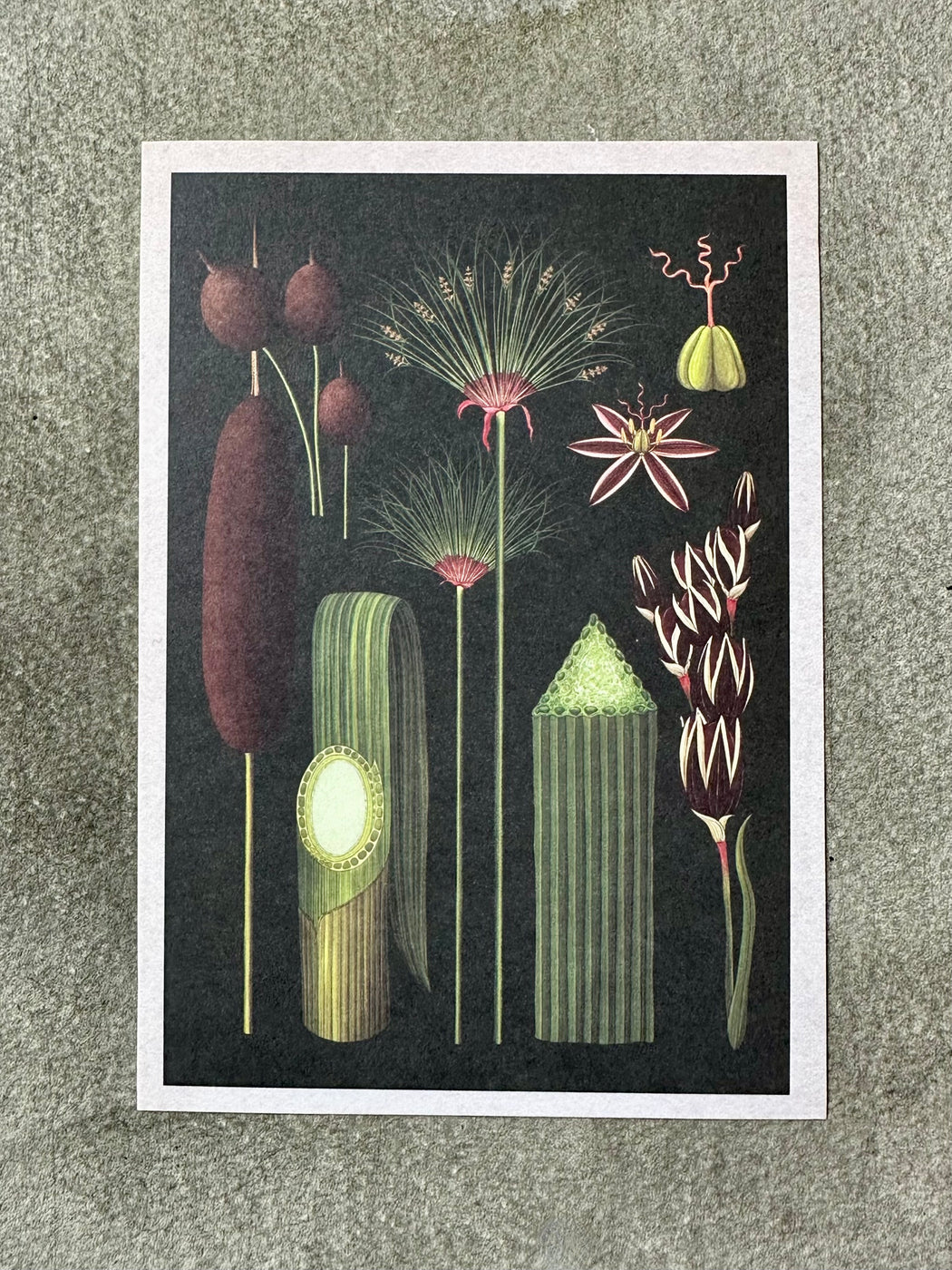 "Botanicum" Postcard Set