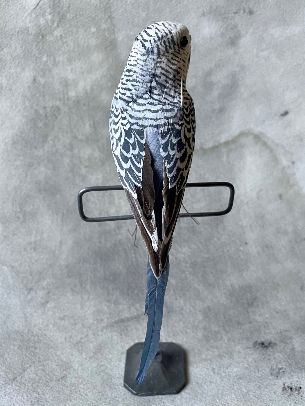 Grey Feather Budgie with Stand