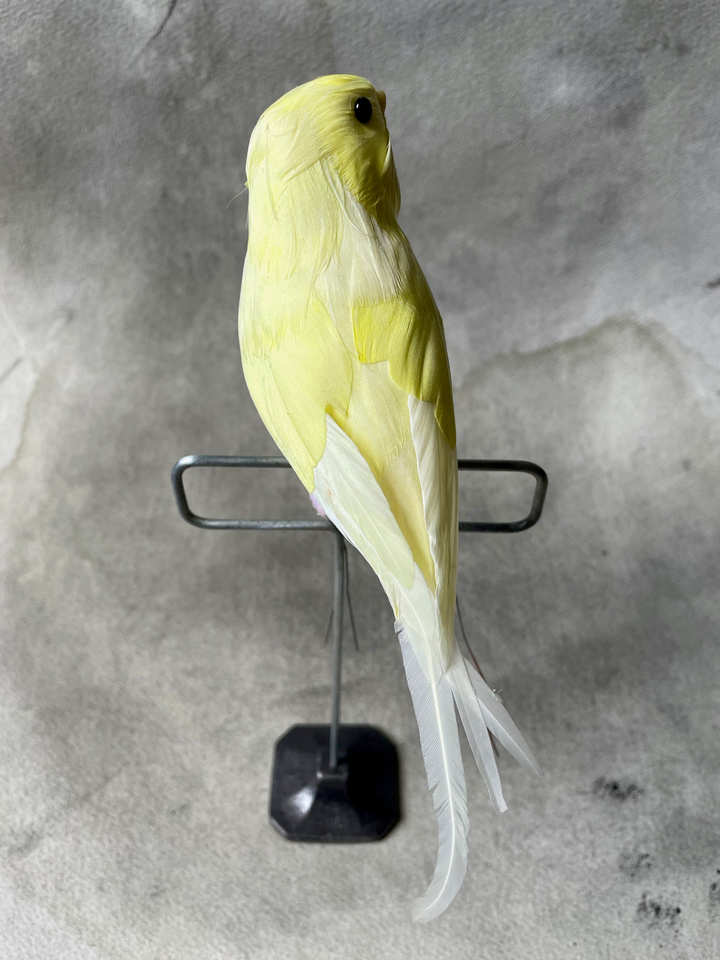 Feather Budgie - Yellow