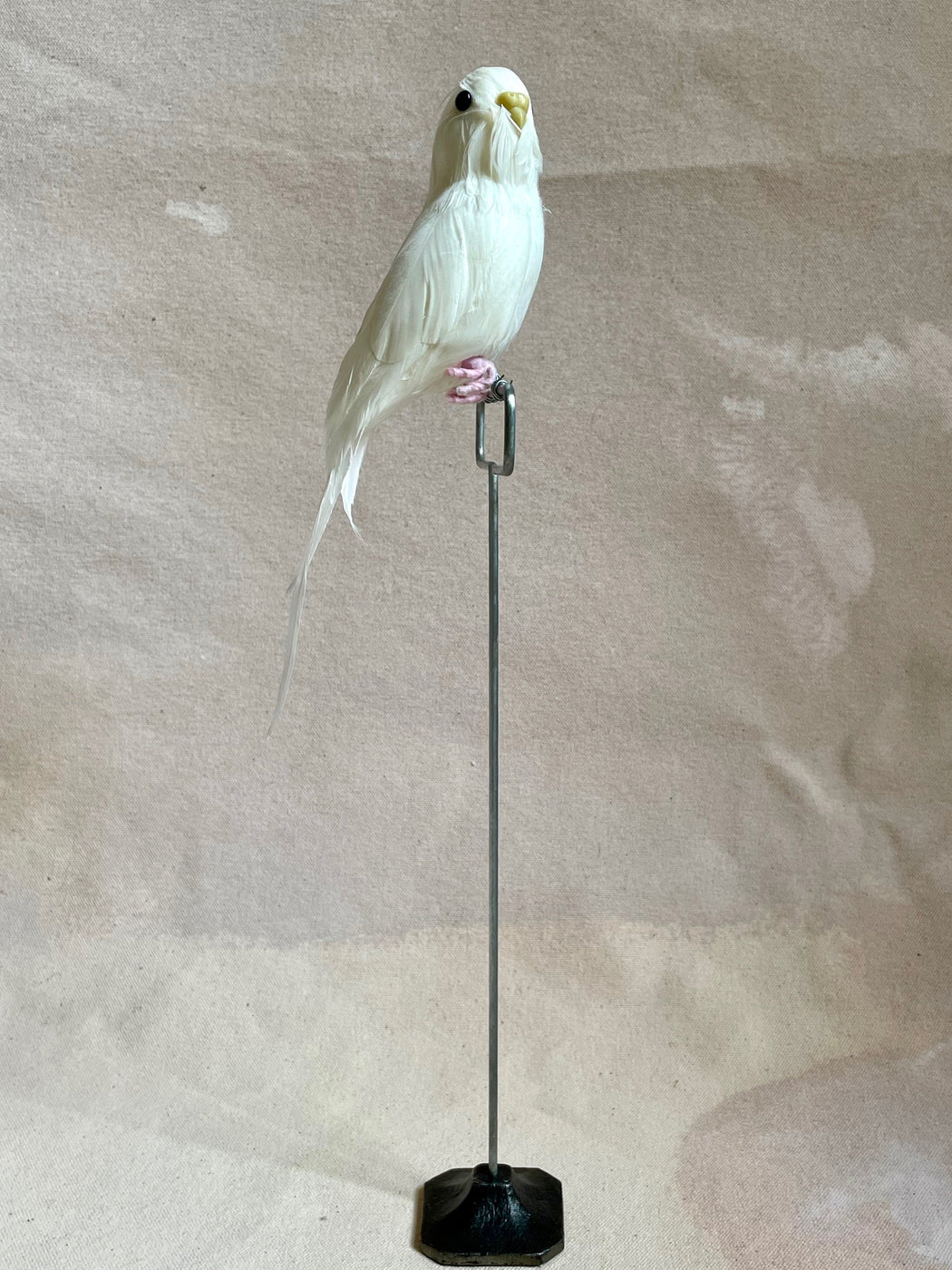 White Feather Budgie with Stand