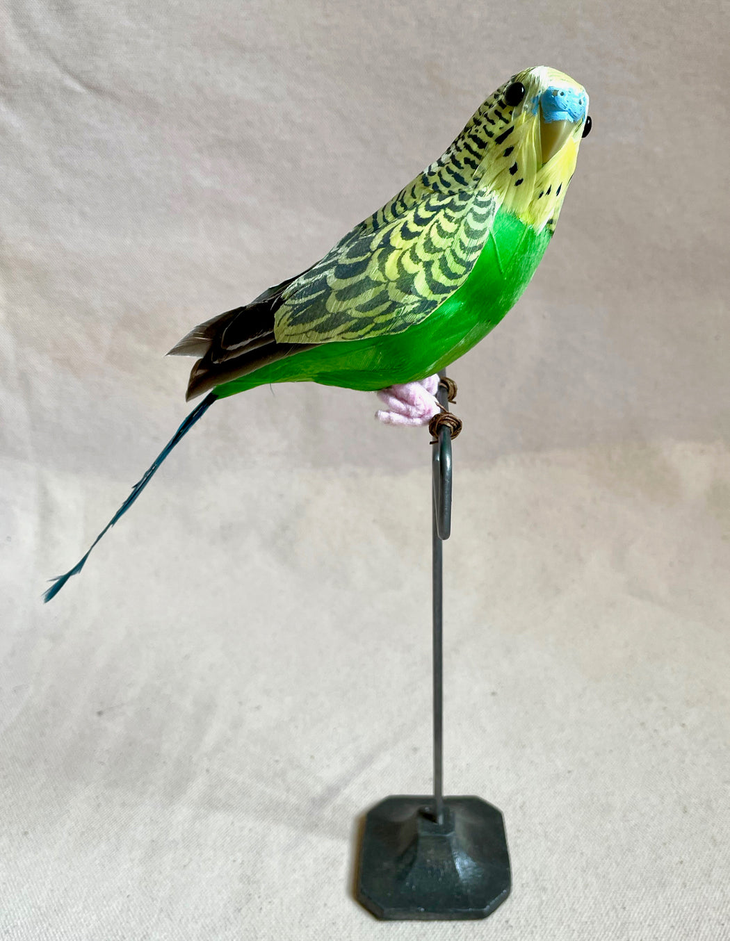 Green Feather Budgie with Stand