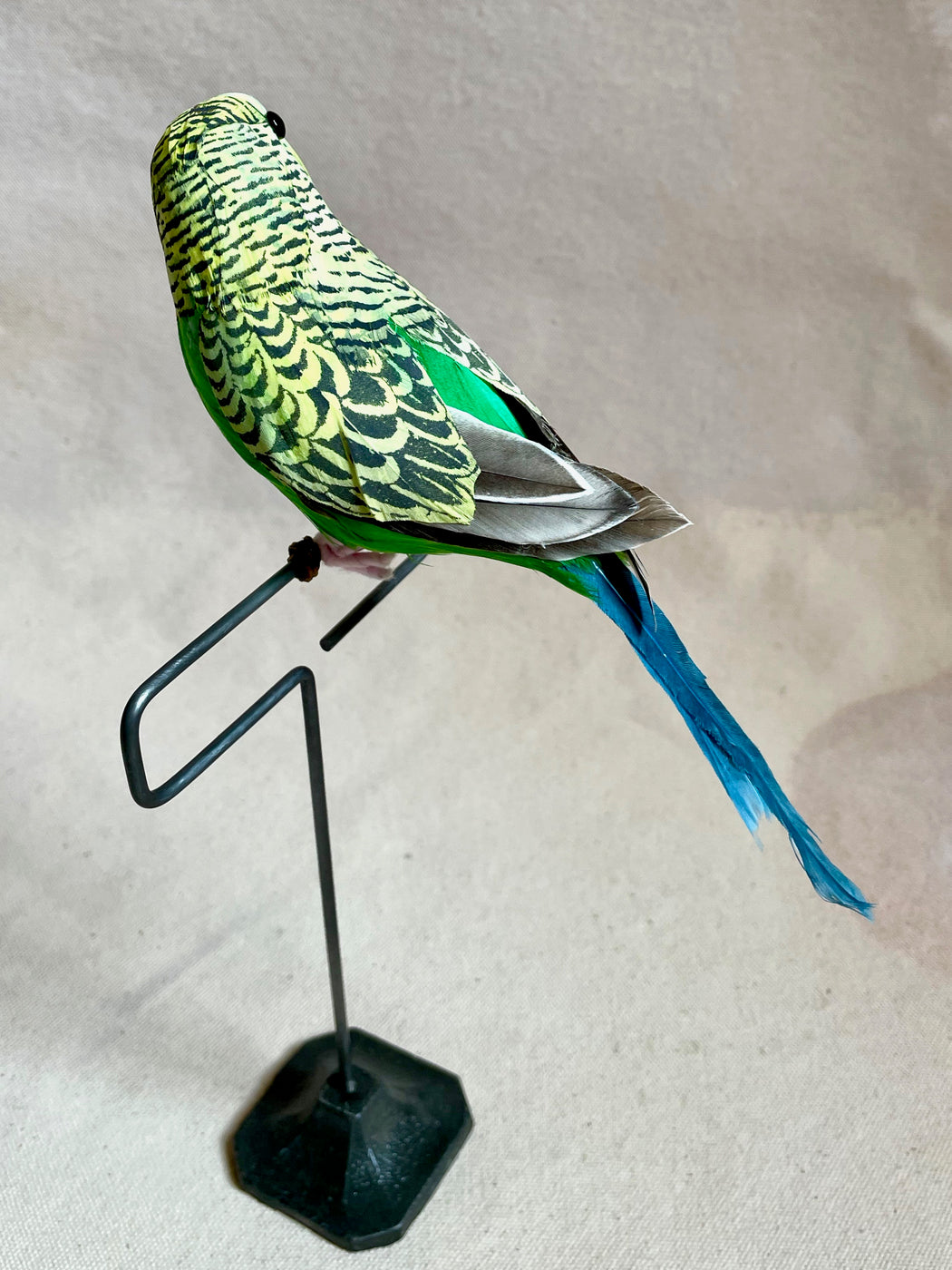 Green Feather Budgie with Stand
