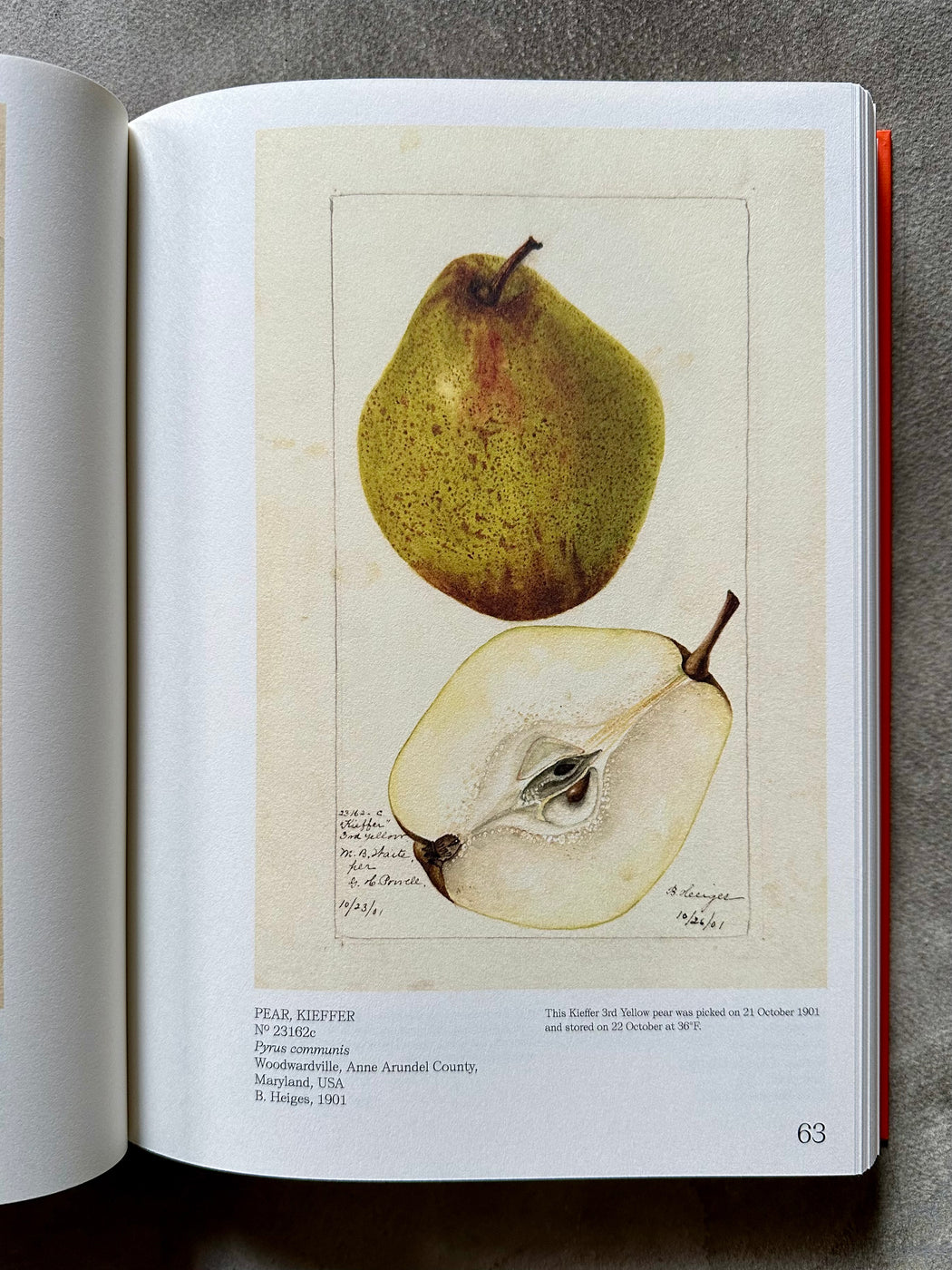 "An Illustrated Catalog of American Fruits and Nuts"
