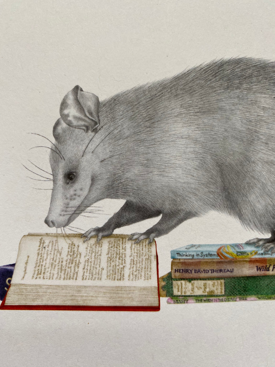 "Henry Gossamer Opossum" Card