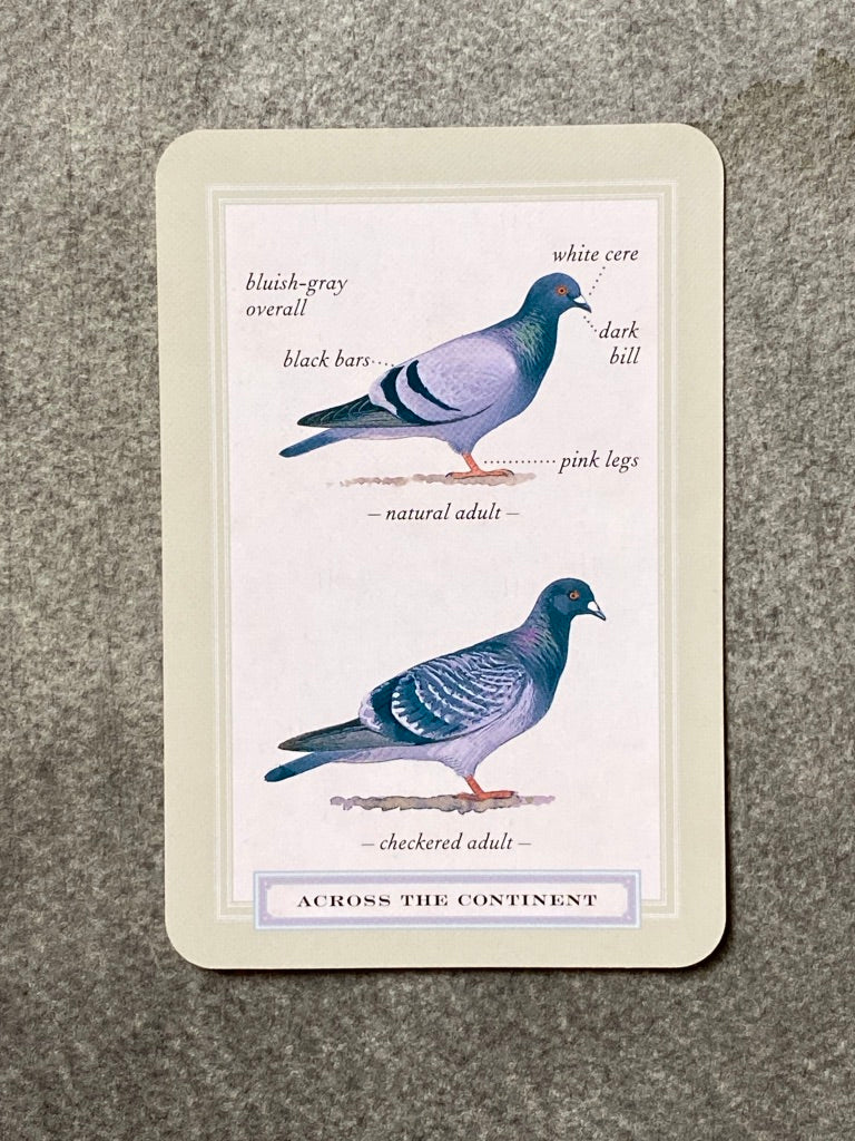 Sibley's "Backyard Birding" Flashcards